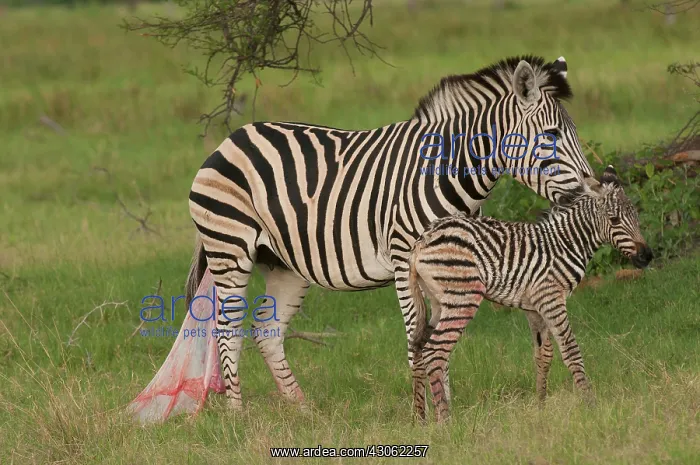 : Botswana, Africa. Newborn Zebra foal walks : Botswana, Africa. Newborn Zebra foal walks