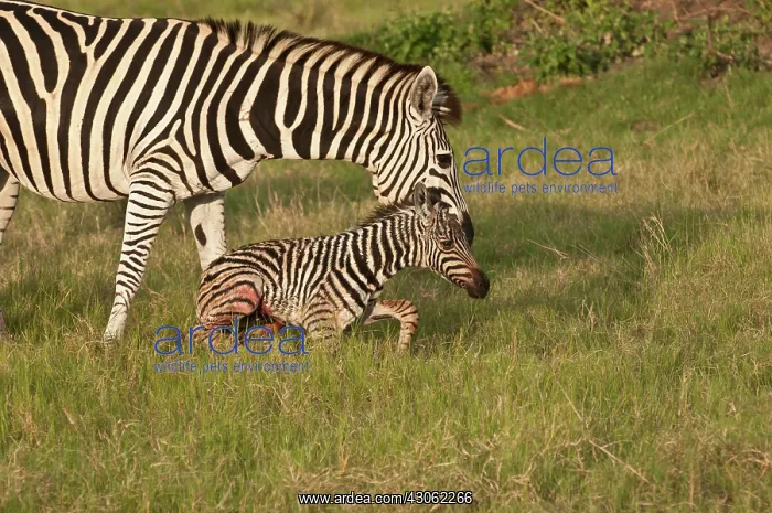  : Botswana, Africa. Newborn Zebra foal walks