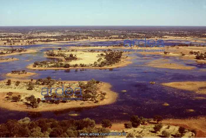 : Botswana, Africa - Okavango Swamps : Botswana, Africa - Okavango Swamps