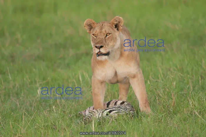: Botswana, Africa. Shortly after leaving : Botswana, Africa. Shortly after leaving
