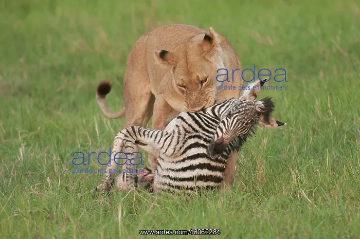 : Botswana, Africa. Shortly after leaving : Botswana, Africa. Shortly after leaving