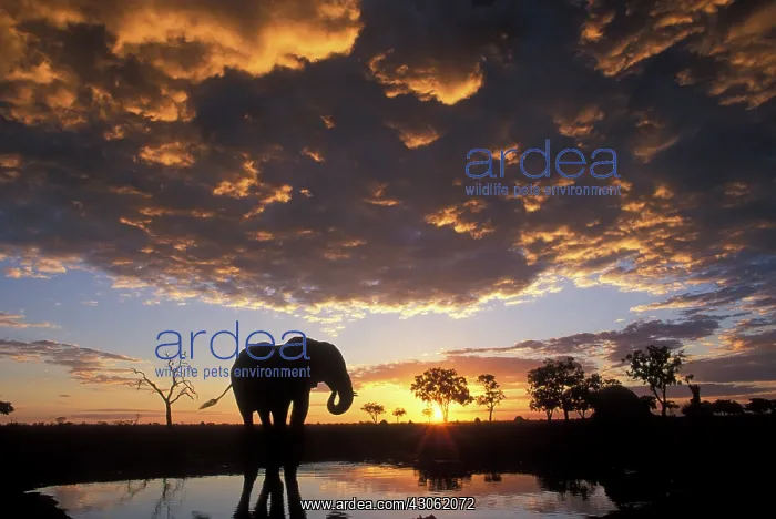 : Botswana, Chobe National Park, Elephant : Botswana, Chobe National Park, Elephant