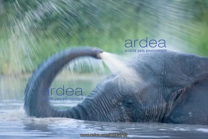 : Botswana, Chobe National Park. Elephant : Botswana, Chobe National Park. Elephant