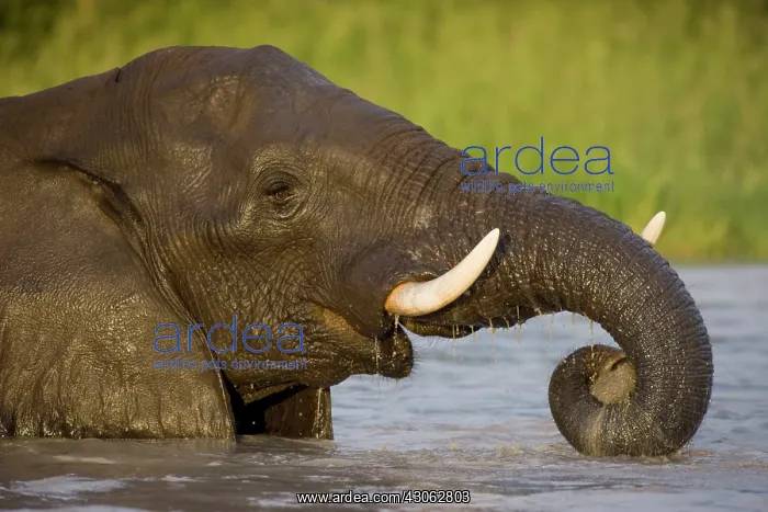 : Botswana, Chobe National Park. Elephant : Botswana, Chobe National Park. Elephant