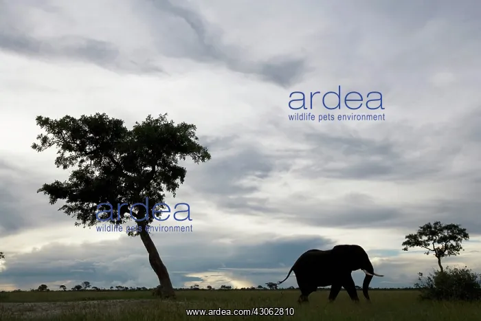 : Botswana, Chobe National Park. Elephant : Botswana, Chobe National Park. Elephant