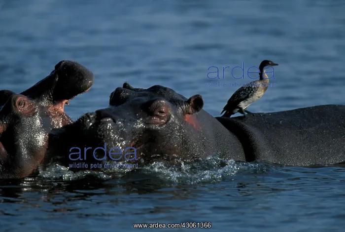  : Botswana, Chobe National Park, Hippopotamus