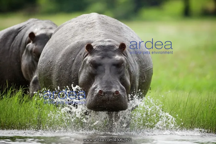 : Botswana, Chobe National Park. Hippopotamus : Botswana, Chobe National Park. Hippopotamus