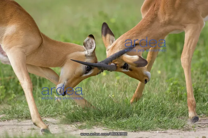 : Botswana, Chobe National Park. Impala (Aepyceros : Botswana, Chobe National Park. Impala (Aepyceros