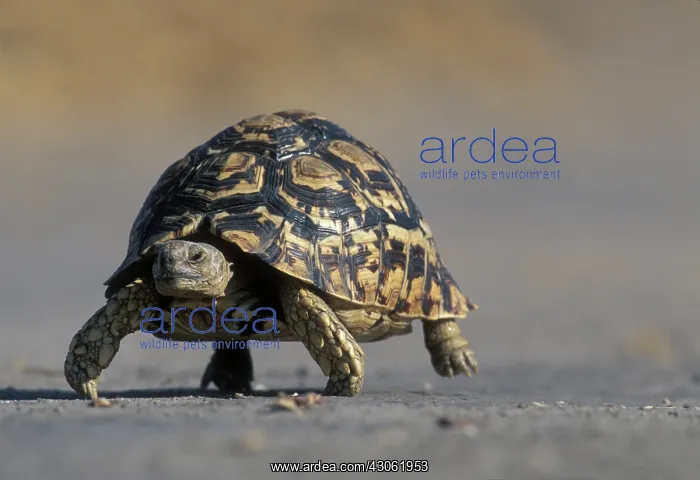 : Botswana, Chobe National Park, Leopard Tortoise : Botswana, Chobe National Park, Leopard Tortoise