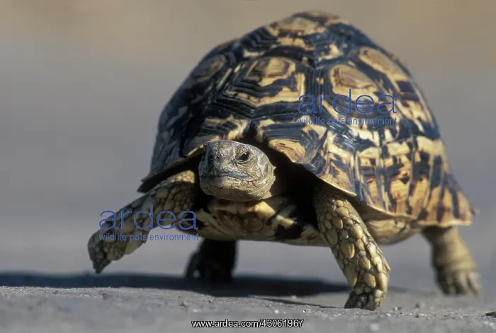 : Botswana, Chobe National Park, Leopard Tortoise : Botswana, Chobe National Park, Leopard Tortoise