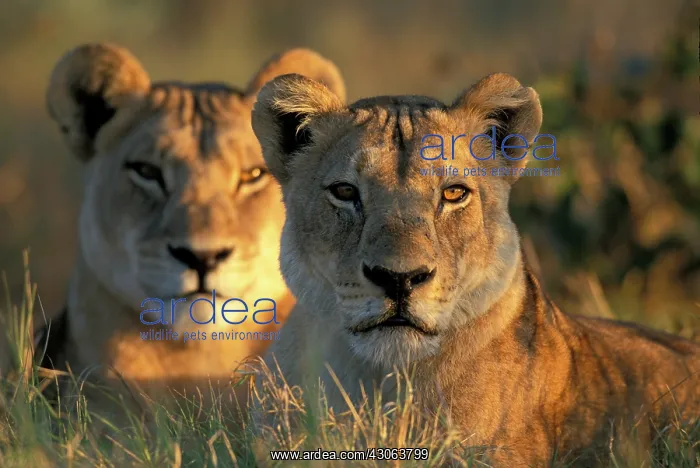 : Botswana, Chobe National Park, Lionesses : Botswana, Chobe National Park, Lionesses