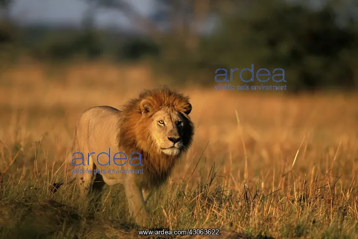 : Botswana, Chobe National Park, Male lion : Botswana, Chobe National Park, Male lion