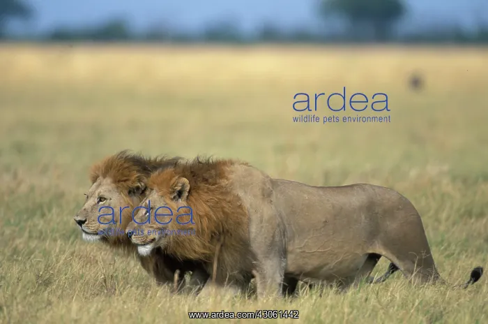 : Botswana, Chobe National Park, Male Lions : Botswana, Chobe National Park, Male Lions
