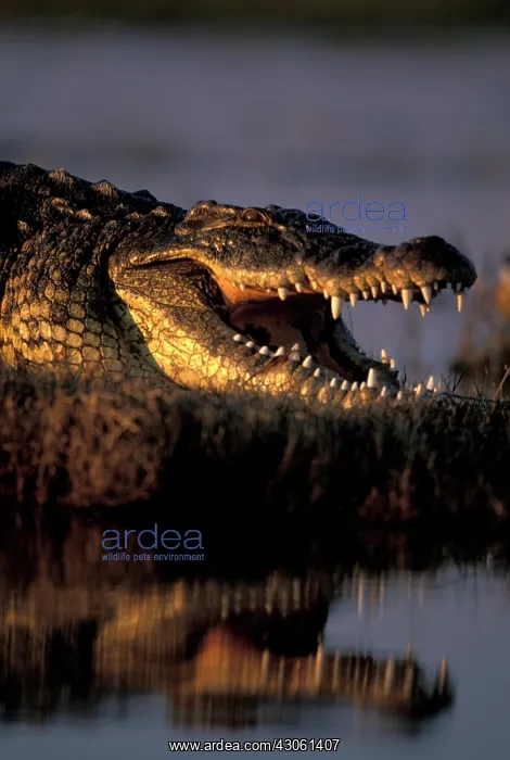 : Botswana, Chobe National Park, Nile Crocodile : Botswana, Chobe National Park, Nile Crocodile