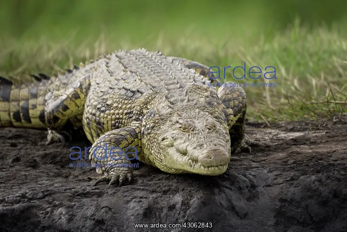 : Botswana, Chobe National Park. Nile Crocodile : Botswana, Chobe National Park. Nile Crocodile