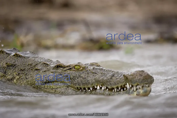 : Botswana, Chobe National Park. Nile Crocodile : Botswana, Chobe National Park. Nile Crocodile