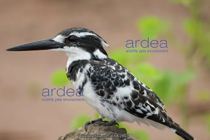 : Botswana, Chobe National Park. Pied Kingfisher : Botswana, Chobe National Park. Pied Kingfisher
