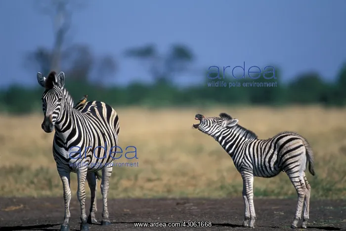 : Botswana, Chobe National Park, Plains Zebra : Botswana, Chobe National Park, Plains Zebra