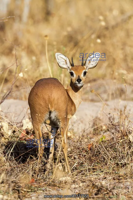 : Botswana, Chobe national park, Savuti area, steenbok : Botswana, Chobe national park, Savuti area, steenbok