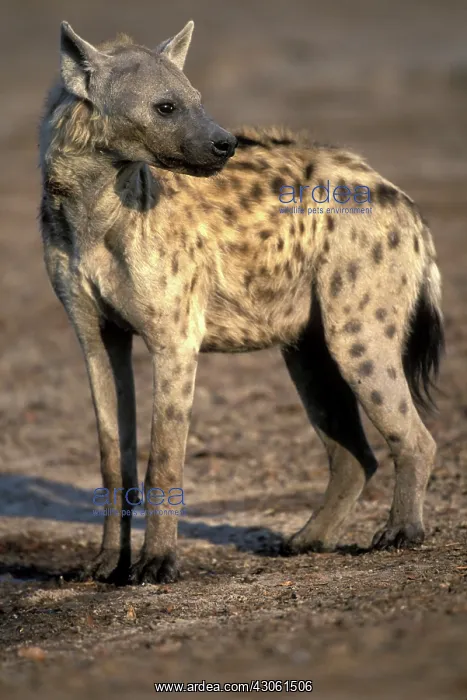 : Botswana, Chobe National Park, Spotted Hyena : Botswana, Chobe National Park, Spotted Hyena