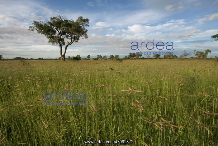 : Botswana, Chobe National Park. Tall grass : Botswana, Chobe National Park. Tall grass