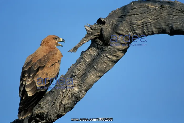  : Botswana, Chobe National Park, Tawny Eagle