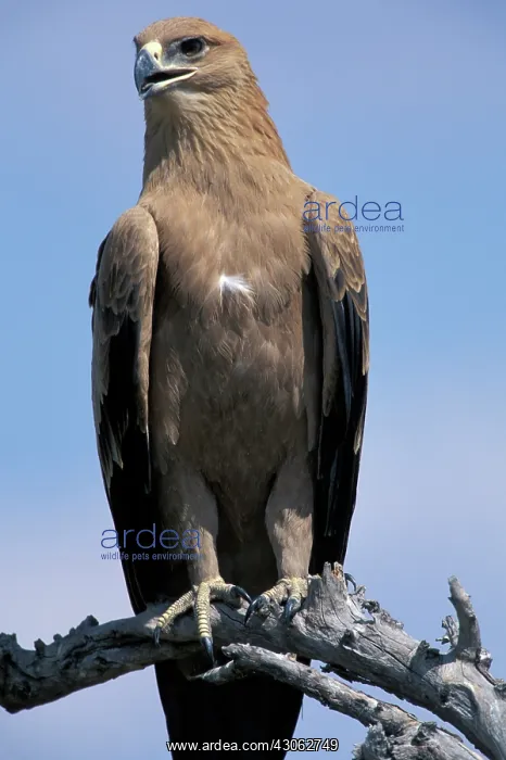 : Botswana, Chobe National Park, Tawny Eagle : Botswana, Chobe National Park, Tawny Eagle