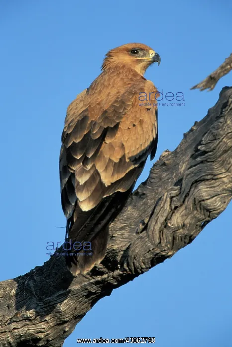 : Botswana, Chobe National Park, Tawny Eagle : Botswana, Chobe National Park, Tawny Eagle