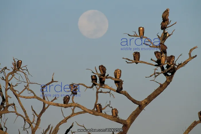 : Botswana, Chobe NP, Moon and flock of White : Botswana, Chobe NP, Moon and flock of White