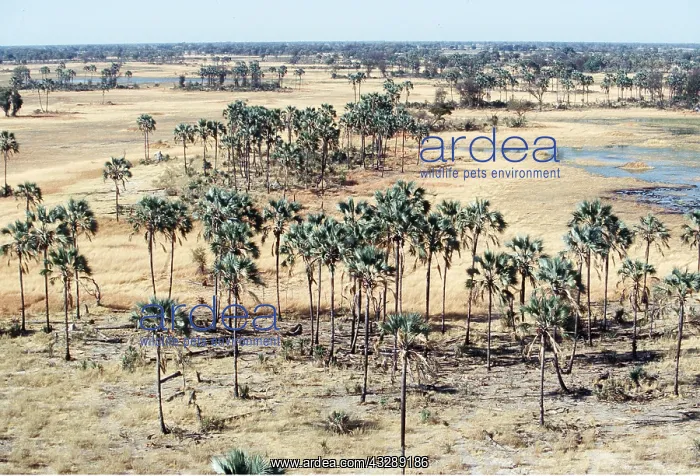 : Botswana - Fan Palms : Botswana - Fan Palms