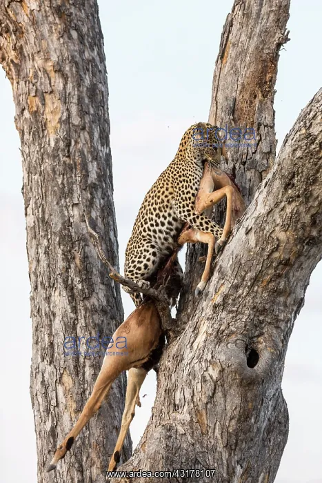 : Botswana, Khwai River game reserve, leopard (Panthera : Botswana, Khwai River game reserve, leopard (Panthera