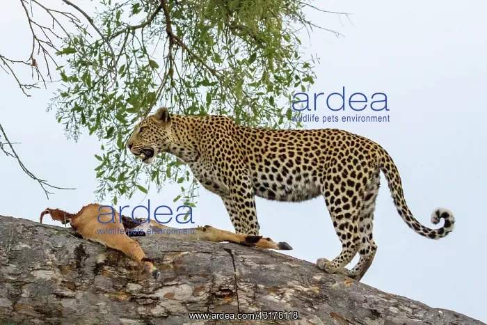: Botswana, Khwai River game reserve, leopard (Panthera : Botswana, Khwai River game reserve, leopard (Panthera