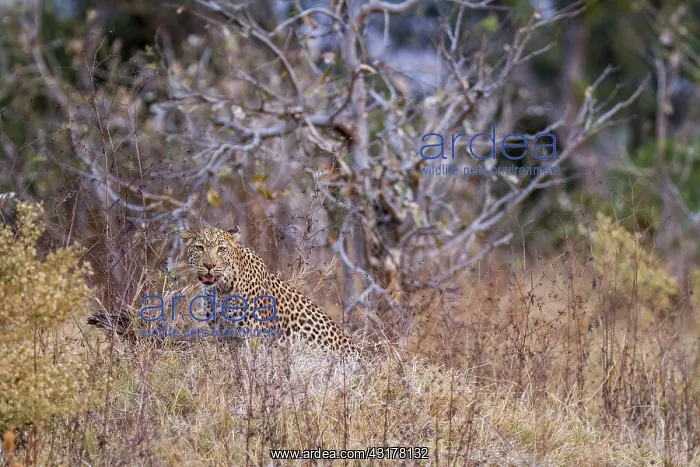 : Botswana, Khwai River game reserve, leopard (Panthera : Botswana, Khwai River game reserve, leopard (Panthera