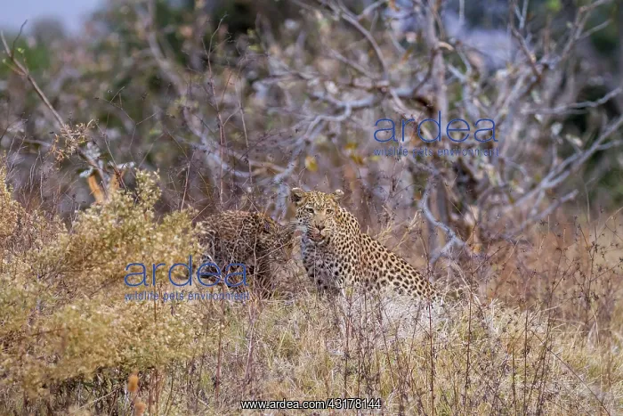 : Botswana, Khwai River game reserve, leopard (Panthera : Botswana, Khwai River game reserve, leopard (Panthera