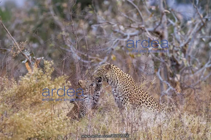 : Botswana, Khwai River game reserve, leopard (Panthera : Botswana, Khwai River game reserve, leopard (Panthera