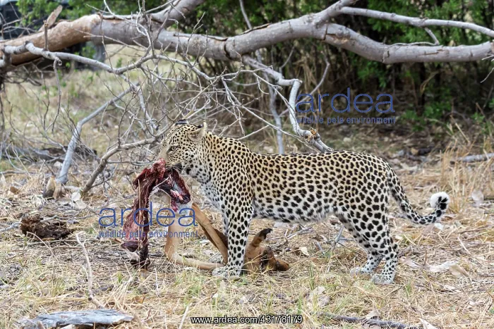 : Botswana, Khwai River game reserve, leopard (Panthera : Botswana, Khwai River game reserve, leopard (Panthera