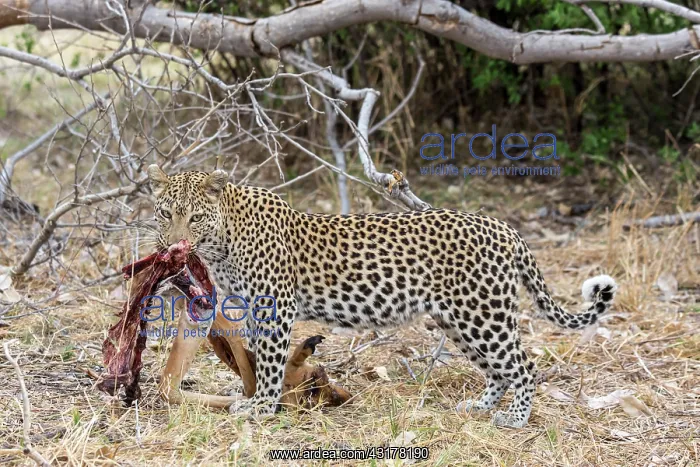 : Botswana, Khwai River game reserve, leopard (Panthera : Botswana, Khwai River game reserve, leopard (Panthera