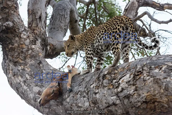 : Botswana, Khwai River game reserve, leopard (Panthera : Botswana, Khwai River game reserve, leopard (Panthera
