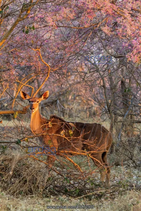 : Botswana, Khwai river game reserve, grand koudou : Botswana, Khwai river game reserve, grand koudou