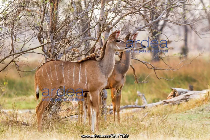 : Botswana, Khwai river game reserve, grand koudou : Botswana, Khwai river game reserve, grand koudou