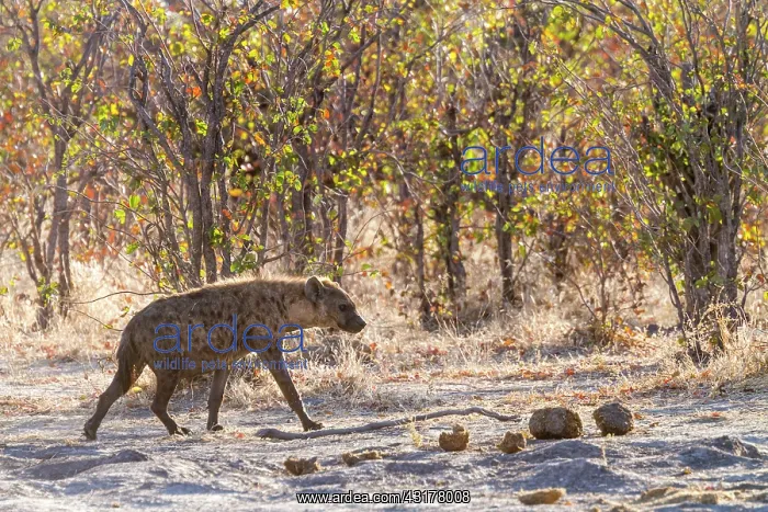 : Botswana, Khwai River game reserve, spotted hyena : Botswana, Khwai River game reserve, spotted hyena