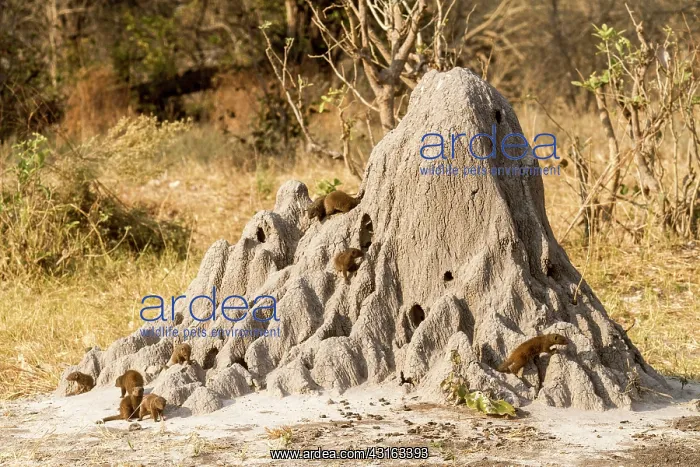 : Botswana, Khwai river reserve, Dwarf mongoose (Helogale : Botswana, Khwai river reserve, Dwarf mongoose (Helogale