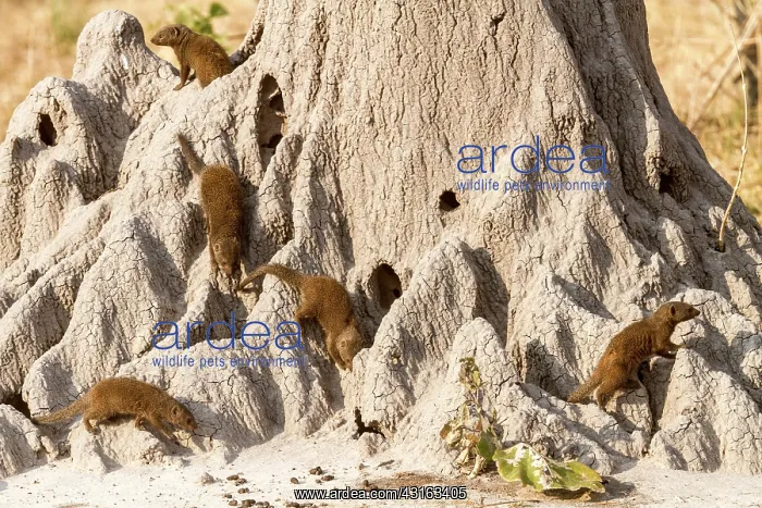 : Botswana, Khwai river reserve, Dwarf mongoose (Helogale : Botswana, Khwai river reserve, Dwarf mongoose (Helogale