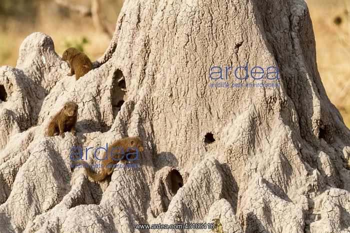 : Botswana, Khwai river reserve, Dwarf mongoose (Helogale : Botswana, Khwai river reserve, Dwarf mongoose (Helogale