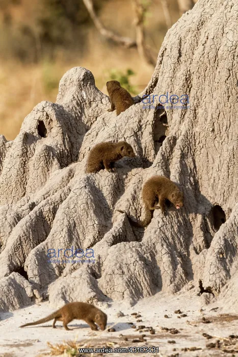 : Botswana, Khwai river reserve, Dwarf mongoose (Helogale : Botswana, Khwai river reserve, Dwarf mongoose (Helogale