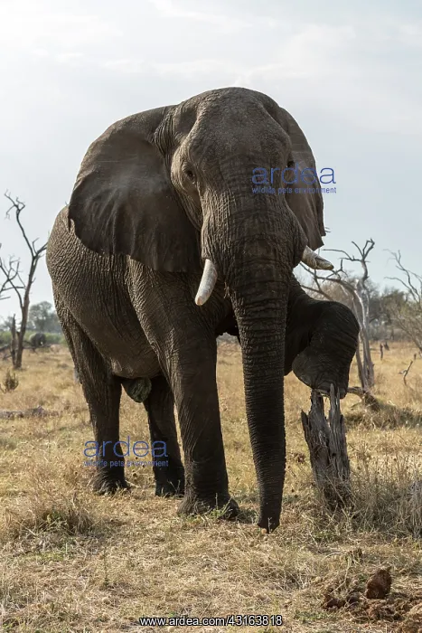 : Botswana, Khwai River reserve, elephant (Loxodonta : Botswana, Khwai River reserve, elephant (Loxodonta