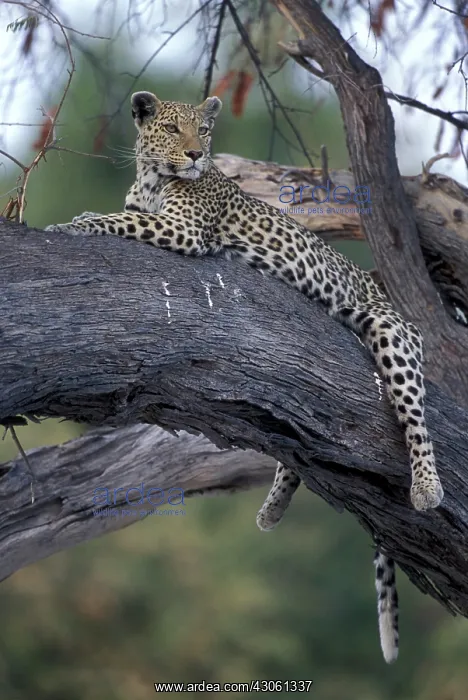 : Botswana, Moremi Game Reserve, Adult Female : Botswana, Moremi Game Reserve, Adult Female