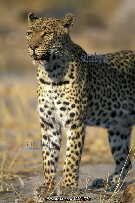 : Botswana, Moremi Game Reserve, Adult Female : Botswana, Moremi Game Reserve, Adult Female
