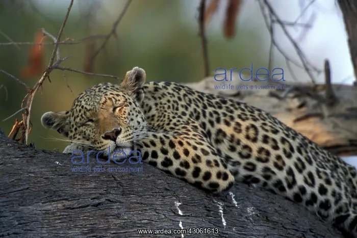  : Botswana, Moremi Game Reserve, Adult Female