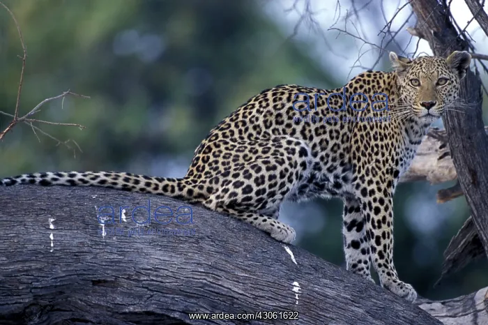 : Botswana, Moremi Game Reserve, Adult Female : Botswana, Moremi Game Reserve, Adult Female